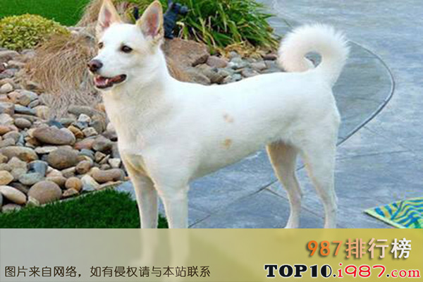 十大世界最粘人的狗之迦南犬