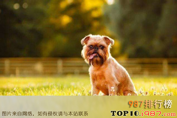 十大世界最粘人的狗之布鲁塞尔格里芬犬