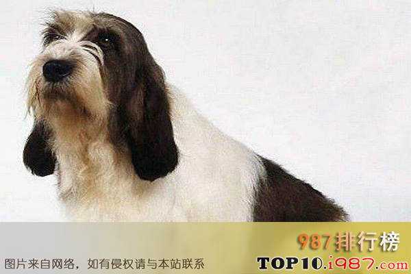 十大世界最粘人的狗之迷你贝吉格里芬凡丁犬