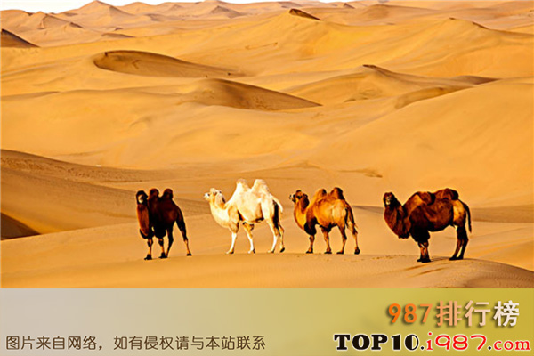 十大抖音热门歌曲之沙漠骆驼