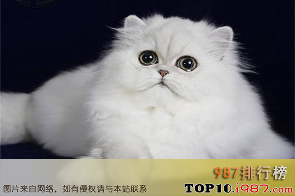 十大世界最适合新手养的猫之金吉拉猫