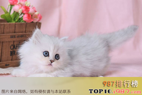 十大世界最粘人的猫之金吉拉猫