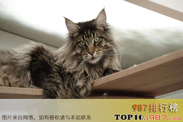 十大世界最粘人的猫之缅因猫