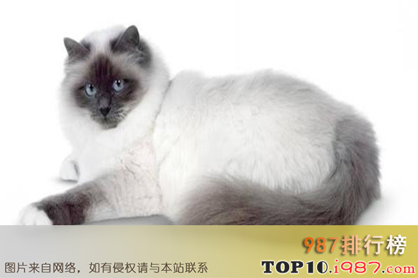 十大世界最粘人的猫之伯曼猫