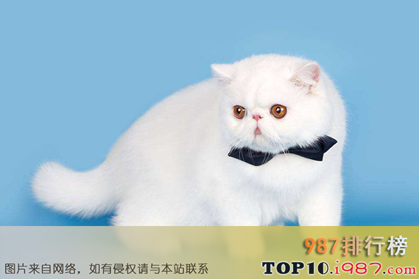 世界十大最粘人的猫之波斯猫