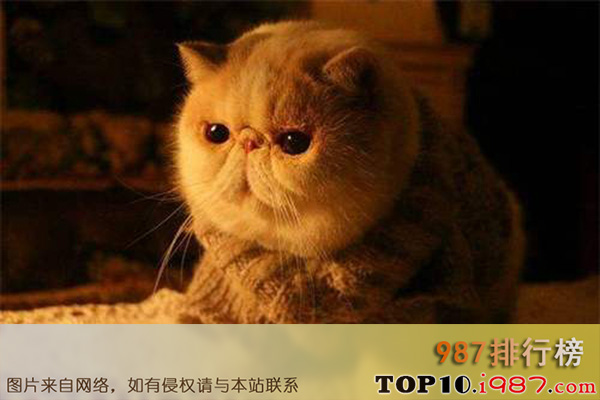 十大世界最粘人的猫之加菲猫