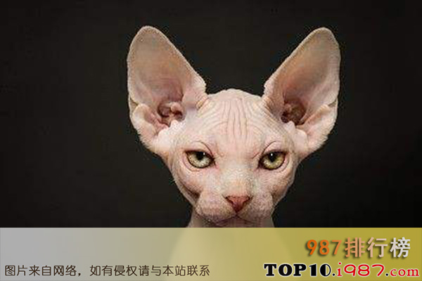 十大世界最粘人的猫之斯芬克斯猫