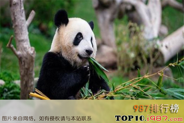 十大成都风景名胜之成都大熊猫繁育研究基地
