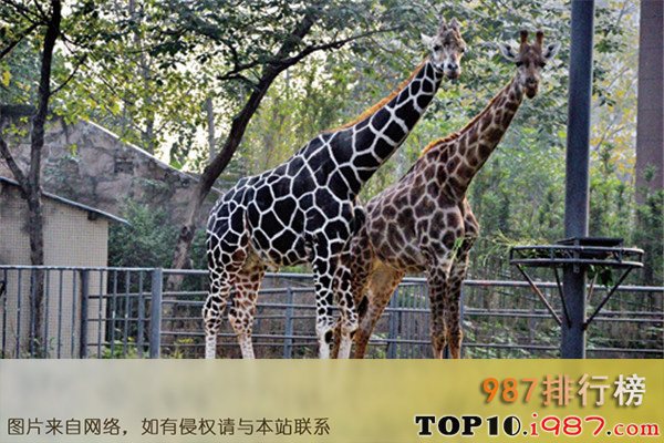 十大重庆热门动植物园之重庆动物园
