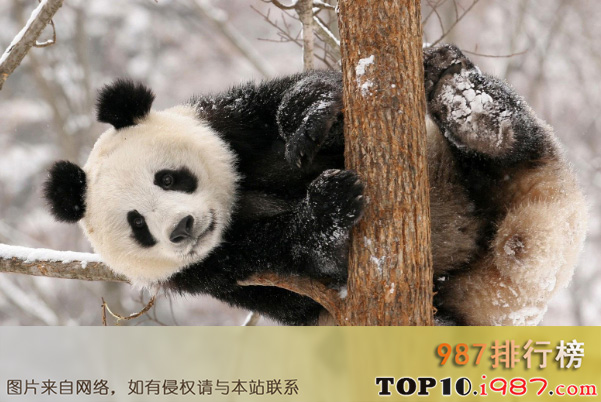 十大濒临灭绝的动物之大熊猫