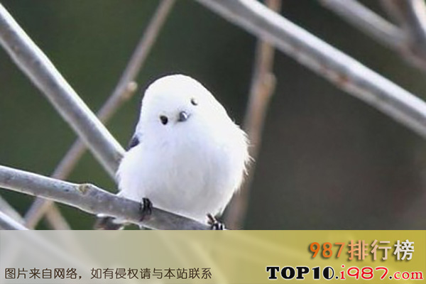 十大世界最可爱动物之银喉长尾山雀