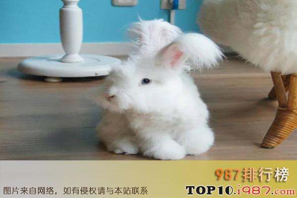 十大世界最可爱动物之安哥拉兔