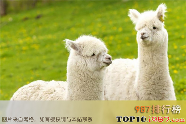 十大世界最可爱动物之羊驼
