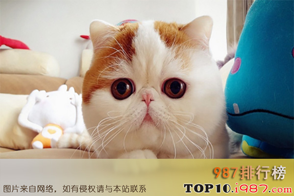 十大世界最可爱动物之加菲猫