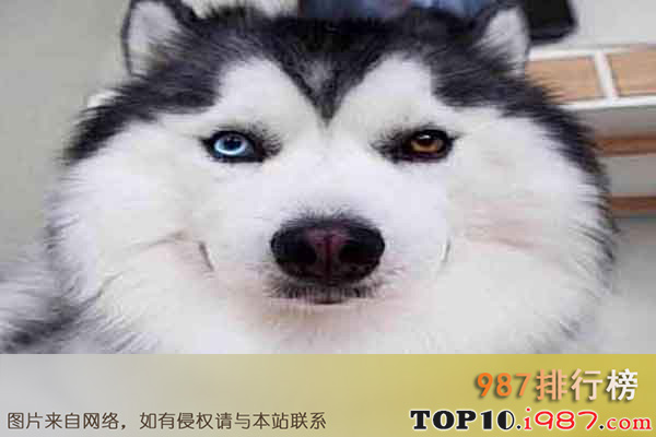 世界上十大最友好的狗狗排名之哈士奇
