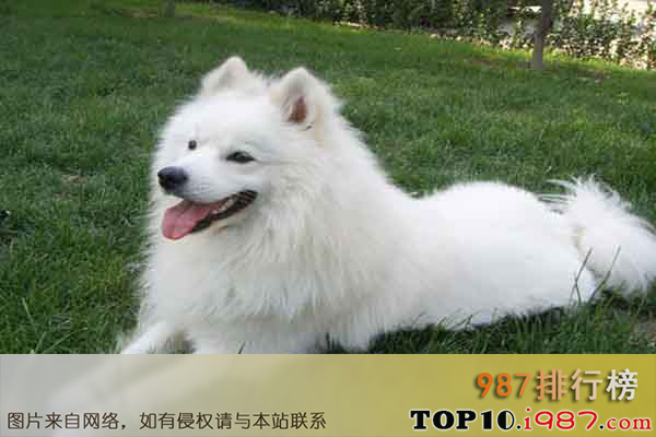 十大世界上最友好的狗狗之萨摩耶犬