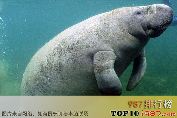 十大世界最慢的动物之海牛