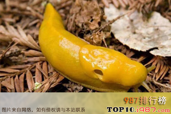 十大世界最慢的动物之香蕉蛞蝓