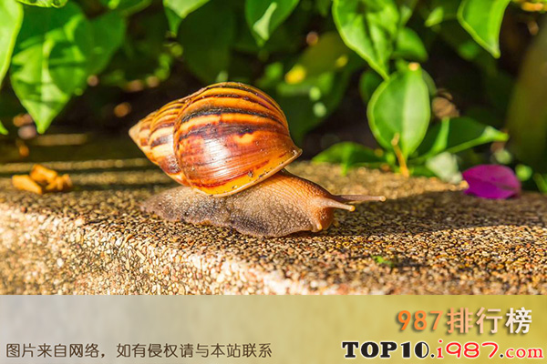 十大世界最慢的动物之欧洲褐园螺
