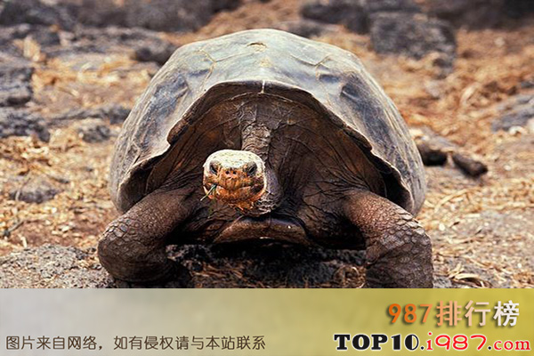 十大世界最慢的动物之加拉帕戈斯象龟