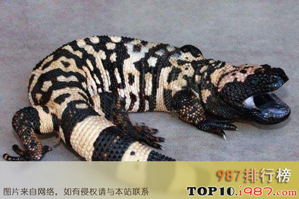 十大世界最慢的动物之毒蜥