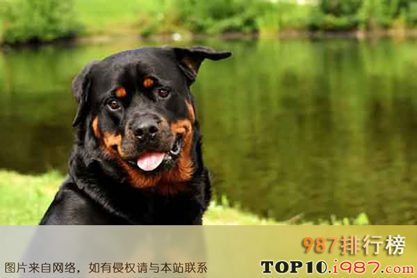 十大世界上最勇敢的狗狗之罗威纳犬