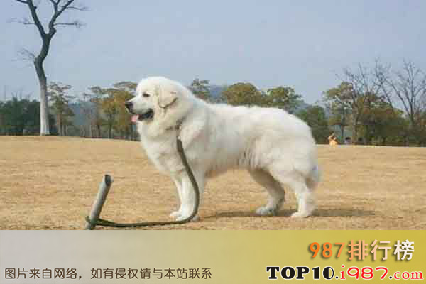十大世界上最勇敢的狗狗之哥威斯犬