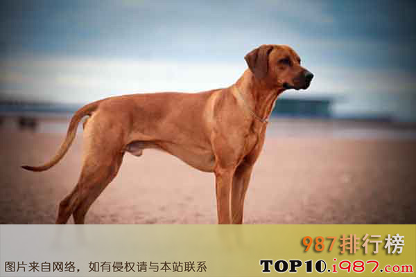 十大世界上最勇敢的狗狗之罗得西亚脊背犬