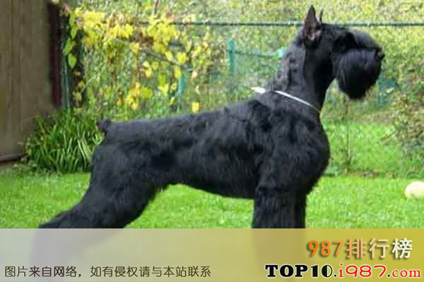 十大世界上最勇敢的狗狗之巨型雪纳瑞