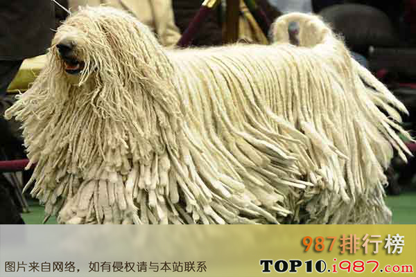 十大世界上最勇敢的狗狗之匈牙利牧羊犬