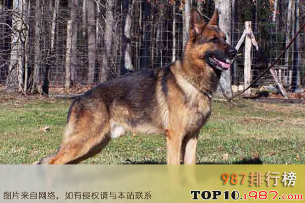 世界上十大最危险的狗之德国牧羊犬