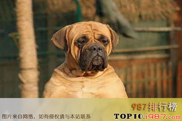 十大世界上最危险的狗之斗牛马士提夫犬