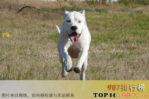 世界上十大最危险的狗之杜高犬