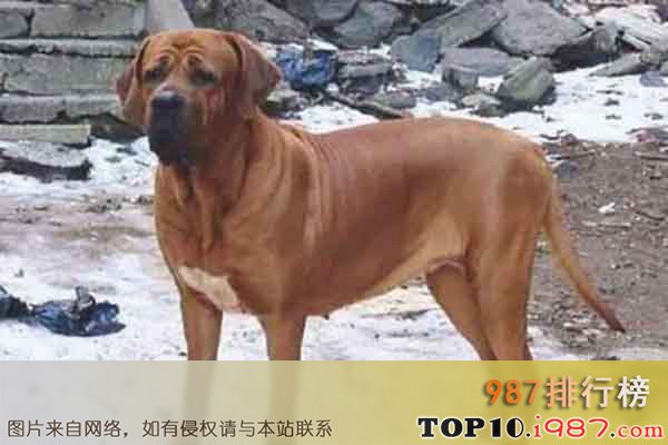 十大世界上最危险的狗之土佐犬
