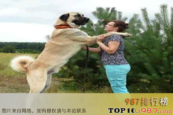 十大世界上体型最大的狗之坎高犬