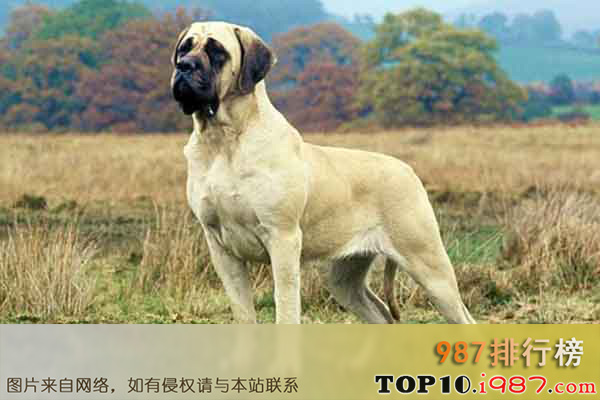十大世界上体型最大的狗之马士提夫獒犬