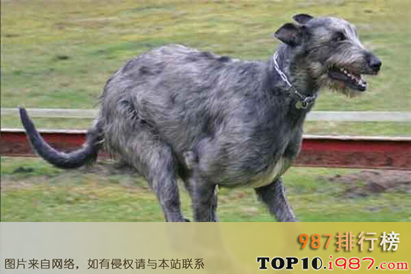 十大世界上体型最大的狗之爱尔兰猎狼犬