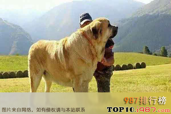 十大世界上体型最大的狗之西班牙獒