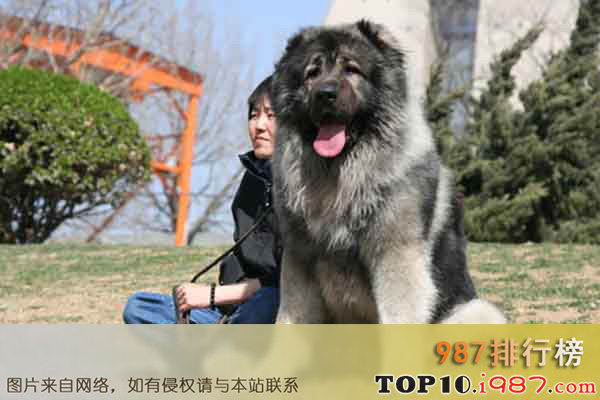 世界上十大体型最大的狗之高加索犬