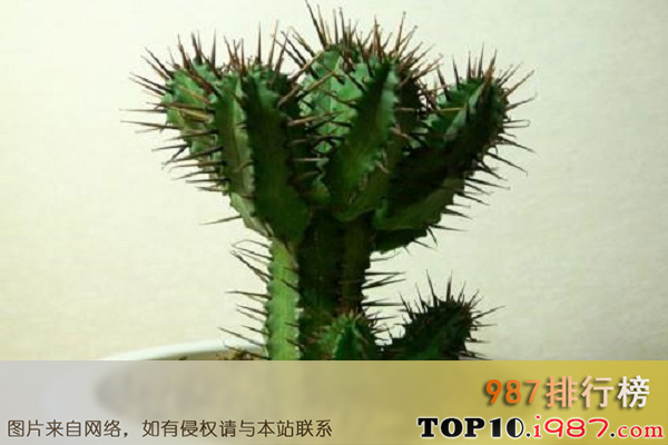 十大防辐射植物之仙人掌