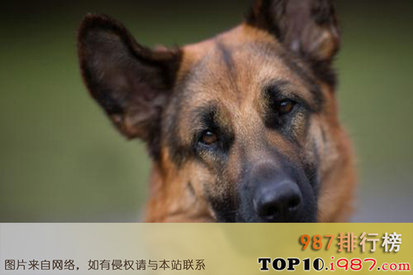 世界十大最易训练的狗之德国牧羊犬