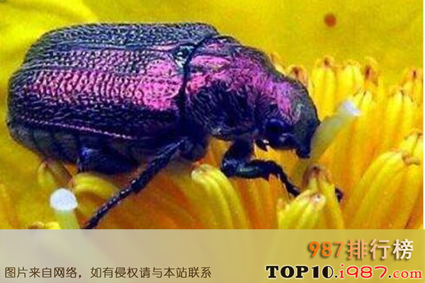 十大世界奇特紫色动物之紫色甲壳虫