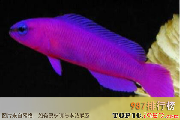 十大世界奇特紫色动物之弗氏拟雀鲷