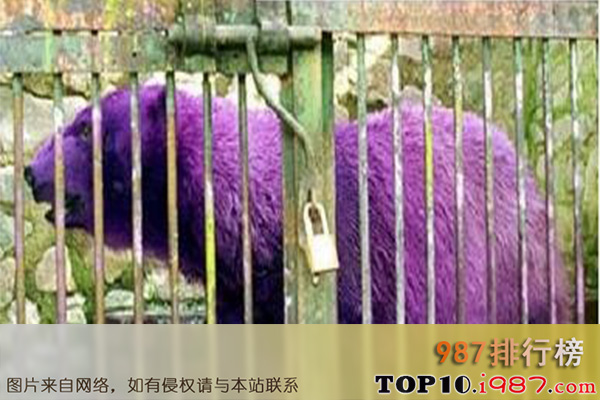 十大世界奇特紫色动物之紫色北极熊