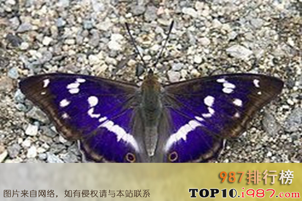 十大世界奇特紫色动物之紫色帝王蝶
