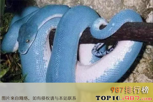 十大世界最美的蛇之蓝血