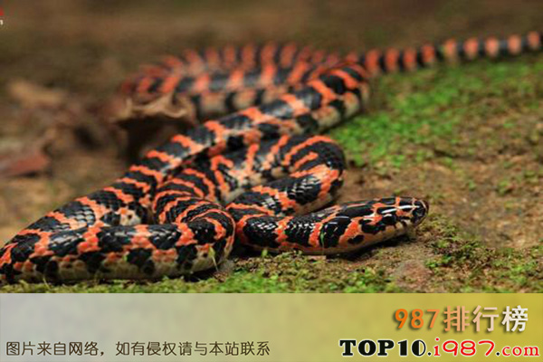 十大世界最美的蛇之赤链蛇