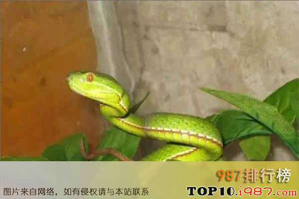 十大世界最美的蛇之竹叶青