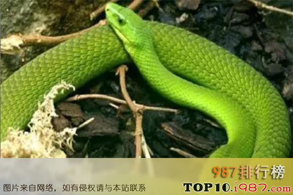 十大世界最美的蛇之翠青蛇