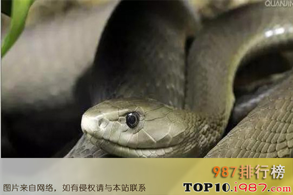 十大世界最美的蛇之黑曼巴蛇